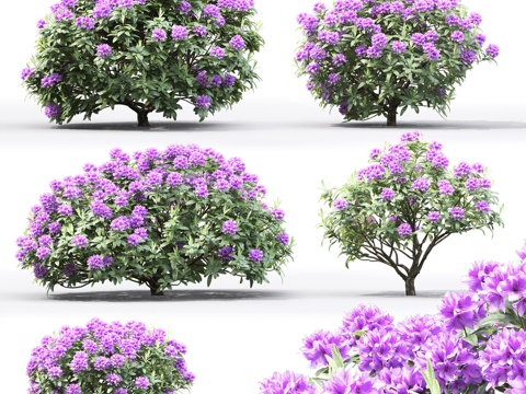  杜鹃花3d模型 