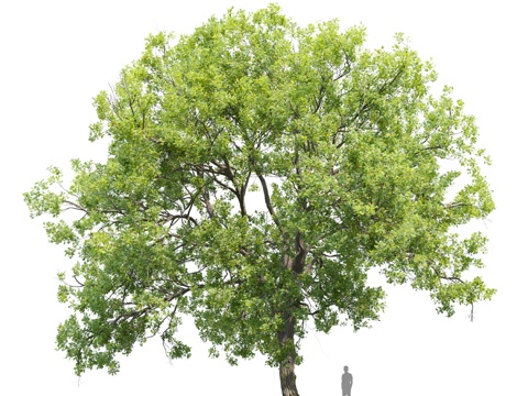  橡树 103d模型 