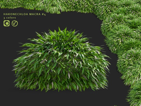  箱根竹细叶竹 Hakonechloa macra #43d模型 