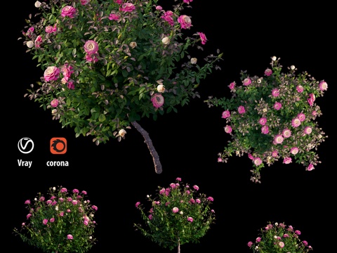  植物玫瑰套装053d模型 