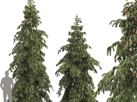  垂枝云杉3d模型 
