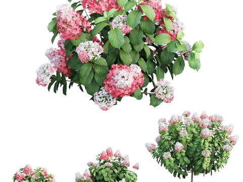  绣球花植物套装113d模型 