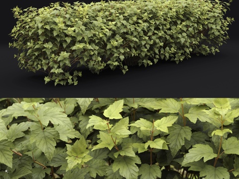  紫珠树篱3d模型 