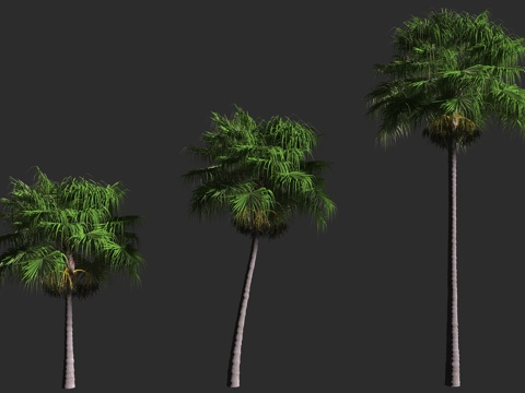  蒲葵 手掌树 棕榈科 蒲葵属 常绿乔木 多年生3d模型 