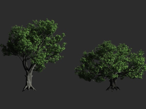  沙盒树 胡拉木 洋红 热带植物 危险树 大戟科响盒子属3d模型 