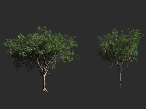  吊瓜树 吊灯树 羽叶垂花树 香肠树 腊肠树 紫葳科 吊灯树属3d模型 