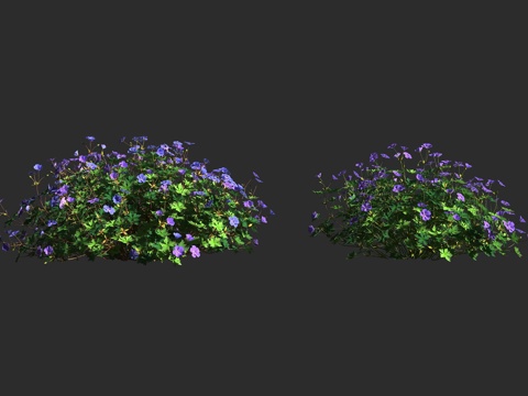  罗赞尼天竺葵 罗赞尼老鹳草 观赏植物 牻牛儿苗科 天竺葵属3d模型 