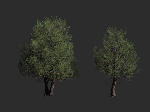  洛基山刺柏 洛基山红柏 西方红柏 蓝色天堂 蓝箭岩生圆柏 柏3d模型 