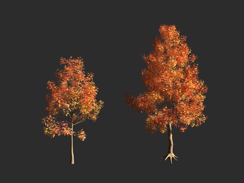  北美枫香树 胶皮枫香树 美国枫香 金缕梅科 枫香树属 落叶乔3d模型 