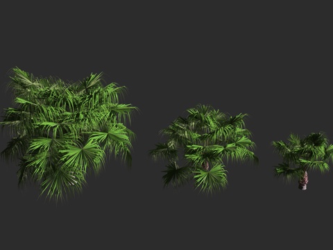  蒲葵 手掌树 棕榈科 蒲葵属 常绿乔木 多年生3d模型 