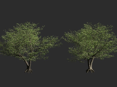  白兰树 常绿乔木 玉兰 白兰花 木兰科 含笑属 黄葛兰3d模型 