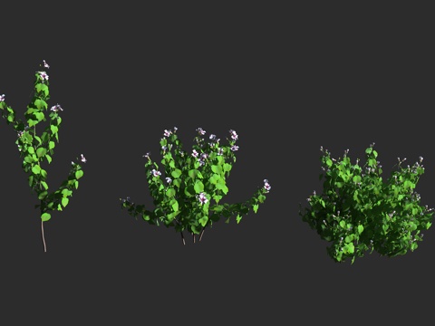  细苞芙蓉 短尾扶桑 锦葵科 木槿属 景观植物 亚热带地区 热3d模型 