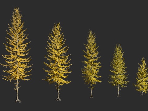  落叶松 白皮落叶松 落叶松属 落叶乔木 欧洲落叶松 裸子植物3d模型 
