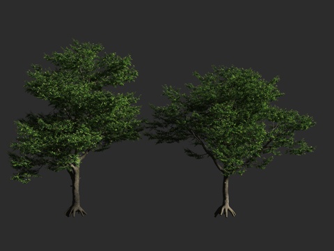  白兰树 常绿乔木 玉兰 白兰花 木兰科 含笑属 黄葛兰3d模型 