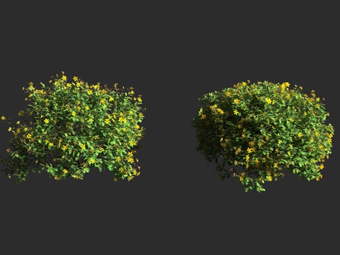  金丝桃 狗胡花 金丝海棠 金线蝴蝶 土连翘 过路黄 金丝莲3d模型 