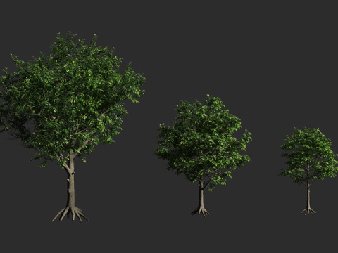  白兰树 常绿乔木 玉兰 白兰花 木兰科 含笑属 黄葛兰3d模型 