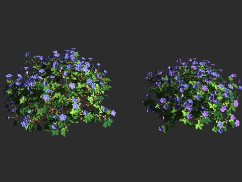  罗赞尼天竺葵 罗赞尼老鹳草 观赏植物 牻牛儿苗科 天竺葵属3d模型 