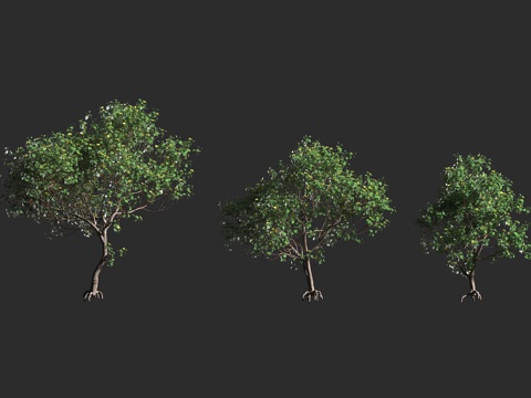  木槿 黄槿 海麻 海罗麻 弓背树 海滨木槿 锦葵科木槿属 落3d模型 