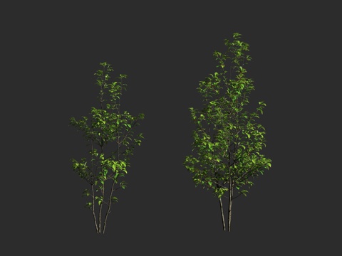  大柄冬青  冬青科 冬青属 落叶乔木 园林绿化 观赏树种3d模型 