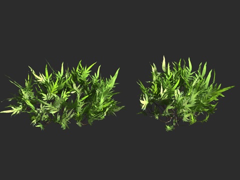  瘤蕨 蕨类植物 水龙骨科 星蕨属 附生蕨类3d模型 