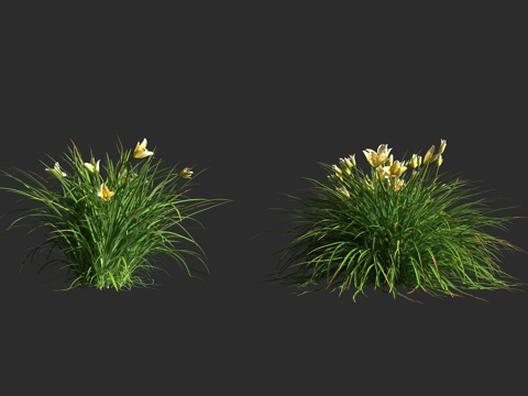  奶油萱草 萱草 阿福花科 萱草属 多年生草本植物3d模型 