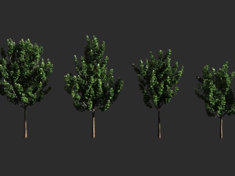  牛奶果树 桑科 牛奶果属 热带果树3d模型 