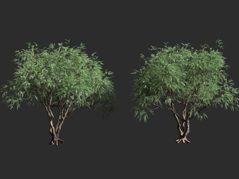  卡奴卡 白茶树 纽西兰茶树 桃金娘科 昆士亚属 卡奴卡精油3d模型 