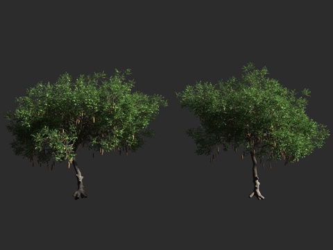  吊瓜树 吊灯树 羽叶垂花树 香肠树 腊肠树 紫葳科 吊灯树属3d模型 