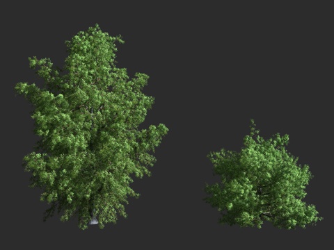  欧洲刺柏 杜松莓 香火树 柏科 刺柏属 常绿灌木 小乔木3d模型 