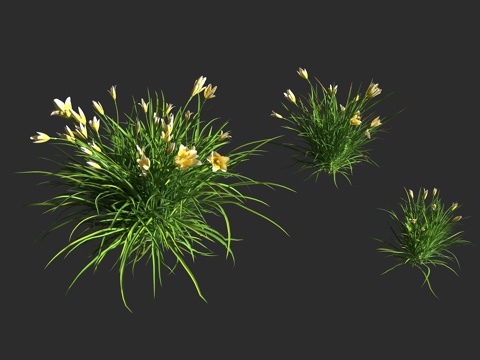  奶油萱草 萱草 阿福花科 萱草属 多年生草本植物3d模型 