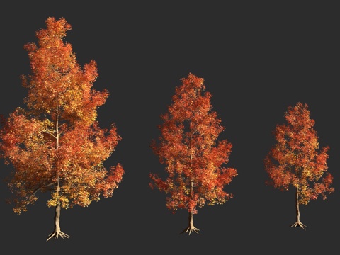  北美枫香树 胶皮枫香树 美国枫香 金缕梅科 枫香树属 落叶乔3d模型 