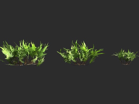  瘤蕨 蕨类植物 水龙骨科 星蕨属 附生蕨类3d模型 