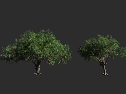  吊瓜树 吊灯树 羽叶垂花树 香肠树 腊肠树 紫葳科 吊灯树属3d模型 