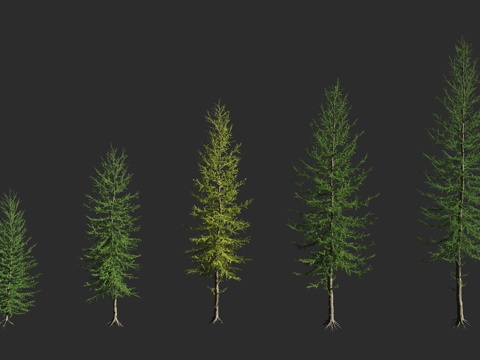  落叶松 白皮落叶松 落叶松属 落叶乔木 欧洲落叶松 裸子植物3d模型 
