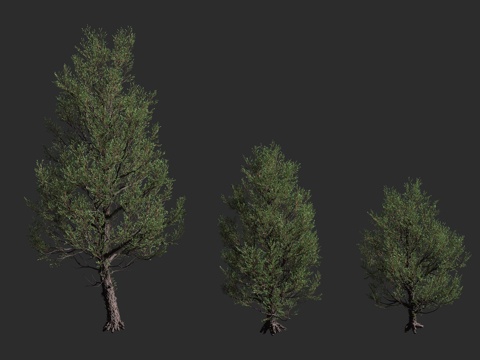  洛基山刺柏 洛基山红柏 西方红柏 蓝色天堂 蓝箭岩生圆柏 柏3d模型 