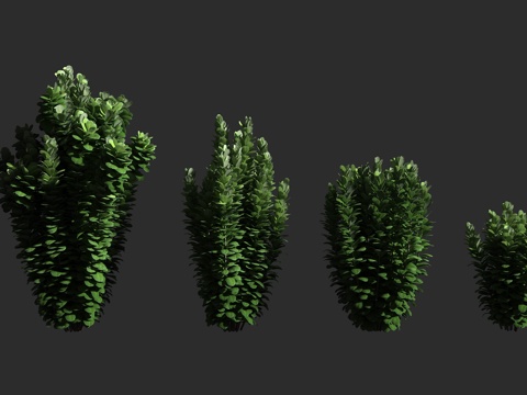  牛奶果树 桑科 牛奶果属 热带果树3d模型3d模型 