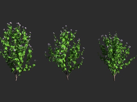  细苞芙蓉 短尾扶桑 锦葵科 木槿属 景观植物 亚热带地区 热3d模型 