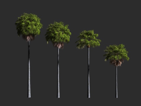  澳洲蒲葵 棕榈科 蒲葵属 常绿乔木 澳大利亚蒲葵3d模型 