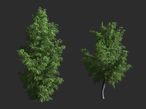  欧洲刺柏 杜松莓 香火树 柏科 刺柏属 常绿灌木 小乔木3d模型 