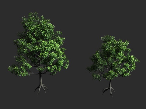  沙盒树 胡拉木 炸弹树 洋红 热带植物 危险树 大戟科响盒子3d模型 