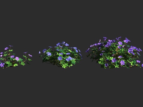  罗赞尼天竺葵 罗赞尼老鹳草 观赏植物 牻牛儿苗科 天竺葵属3d模型 