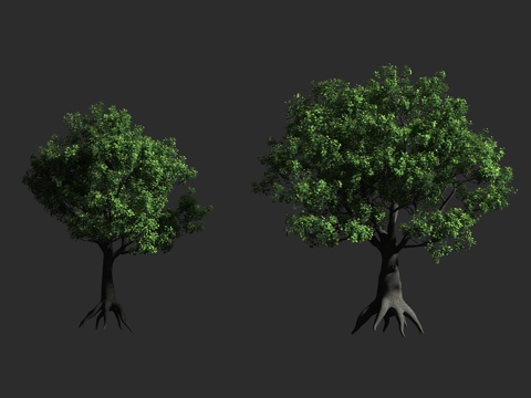  沙盒树 胡拉木 洋红 热带植物 危险树 大戟科响盒子属3d模型 