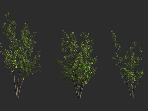  大柄冬青  冬青科 冬青属 落叶乔木 园林绿化 观赏树种3d模型 