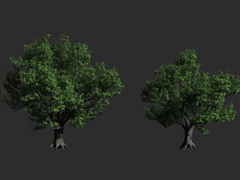  沙盒树 胡拉木 炸弹树 洋红 热带植物 危险树 大戟科响盒子3d模型 