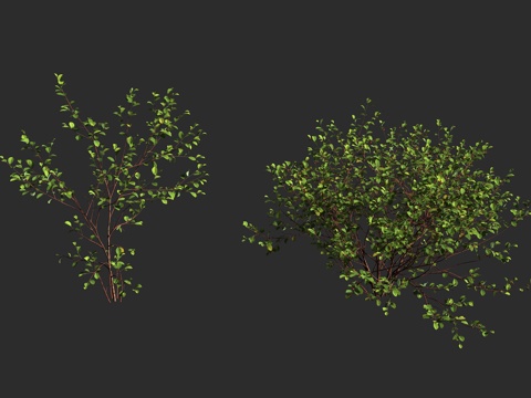  欧鼠李 欧桤木 光滑鼠李 破裂鼠李 鼠李科鼠李属 落叶灌木3d模型 