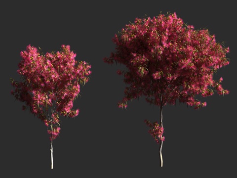  玫瑰桉 红花黄桉 桃金娘科桉属 常绿乔木 园艺品种 行道树3d模型 