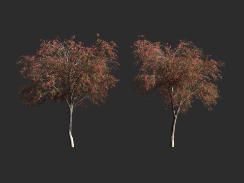  玫瑰桉 红花黄桉 桃金娘科桉属 常绿乔木 园艺品种 行道树3d模型 