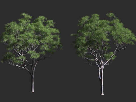 柳叶桉 悉尼蓝桉 速生树种 材林树种 桃金娘科桉属 大乔木3d模型3d模型 