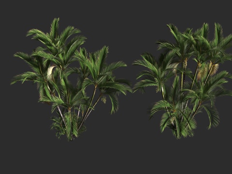 散尾葵 黄椰子 丛生灌木 棕榈科 金果椰属 近危物种3d模型