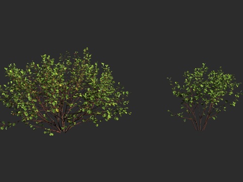  欧鼠李 欧桤木 光滑鼠李 破裂鼠李 鼠李科鼠李属 落叶灌木3d模型 